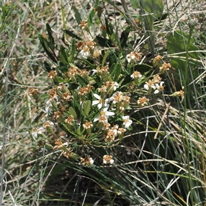 Olearia erubescens (Silky Daisybush) at Cotter River, ACT by RAllen