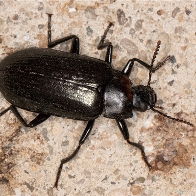 Prophanes simplex (Darkling beetle) at Melba, ACT - 16 Dec 2024 by kasiaaus