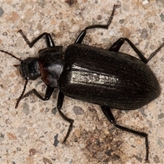 Prophanes simplex at Melba, ACT - 16 Dec 2024 10:52 PM