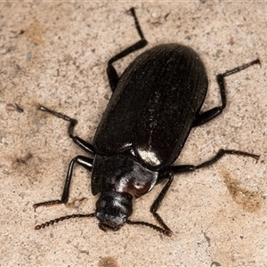 Prophanes simplex at Melba, ACT - 16 Dec 2024 10:52 PM