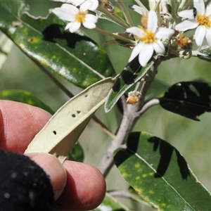 Olearia megalophylla (Large-leaf Daisy-bush) at Cotter River, ACT by RAllen