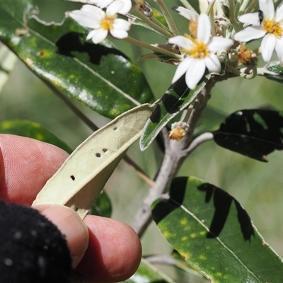 Olearia megalophylla (Large-leaf Daisy-bush) at Cotter River, ACT - 14 Dec 2024 by RAllen