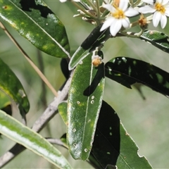 Olearia megalophylla at Cotter River, ACT - 14 Dec 2024