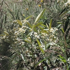 Olearia megalophylla at Cotter River, ACT - 14 Dec 2024