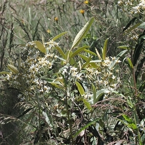 Olearia megalophylla at Cotter River, ACT - 14 Dec 2024 12:02 PM