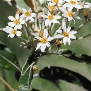 Olearia megalophylla at Cotter River, ACT - 14 Dec 2024 12:02 PM