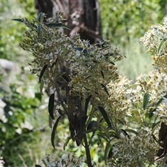 Olearia megalophylla at Cotter River, ACT - 14 Dec 2024