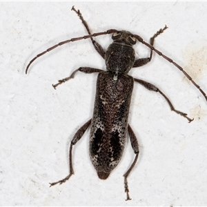 Phacodes personatus at Melba, ACT - 16 Dec 2024 10:49 PM