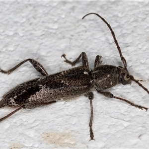 Phacodes personatus at Melba, ACT - 16 Dec 2024