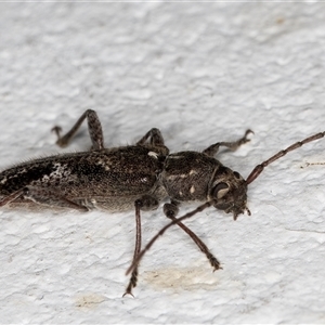 Phacodes personatus at Melba, ACT - 16 Dec 2024