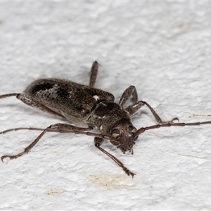 Phacodes personatus at Melba, ACT - 16 Dec 2024 10:49 PM