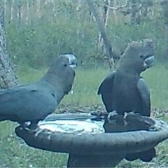 Calyptorhynchus lathami lathami (Glossy Black-Cockatoo) at Bonny Hills, NSW - 9 May 2023 by pls047