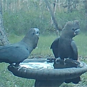 Calyptorhynchus lathami lathami (Glossy Black-Cockatoo) at Bonny Hills, NSW by pls047