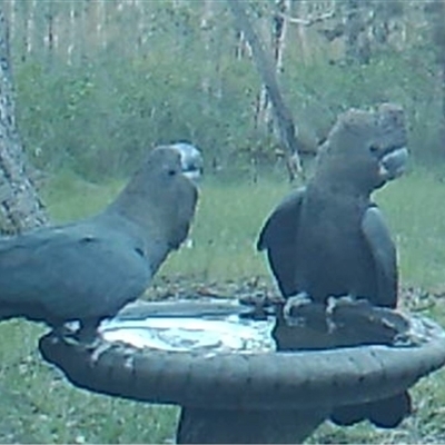 Calyptorhynchus lathami lathami (Glossy Black-Cockatoo) at Bonny Hills, NSW - 9 May 2023 by pls047