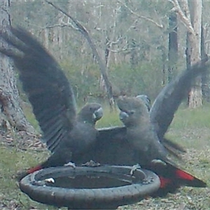 Calyptorhynchus lathami lathami at Bonny Hills, NSW - suppressed