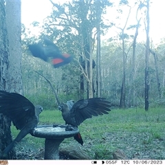 Calyptorhynchus lathami lathami at Bonny Hills, NSW - suppressed