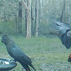 Calyptorhynchus lathami lathami at Bonny Hills, NSW - 9 May 2023