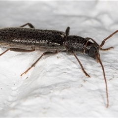 Oebarina ceresioides (Longhorn or longicorn beetle) at Melba, ACT - 16 Dec 2024 by kasiaaus