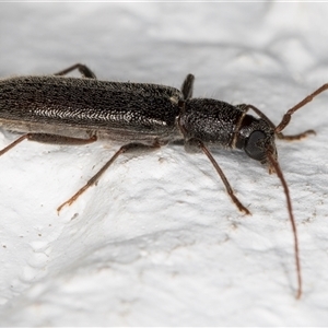 Callidiopis scutellaris at Melba, ACT - 16 Dec 2024