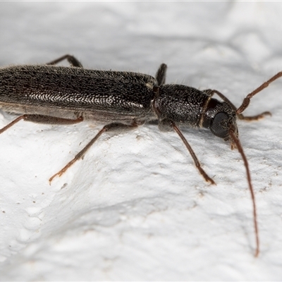 Oebarina ceresioides (Longhorn or longicorn beetle) at Melba, ACT - 16 Dec 2024 by kasiaaus