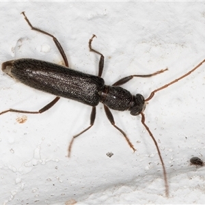 Callidiopis scutellaris at Melba, ACT - 16 Dec 2024