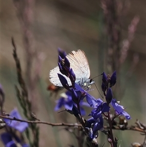 Candalides heathi (Rayed Blue) at Cotter River, ACT by RAllen