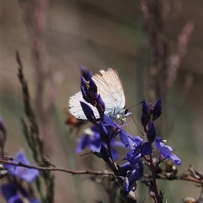 Candalides heathi (Rayed Blue) at Cotter River, ACT - 14 Dec 2024 by RAllen