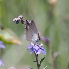 Candalides heathi at Cotter River, ACT - 14 Dec 2024 12:09 PM