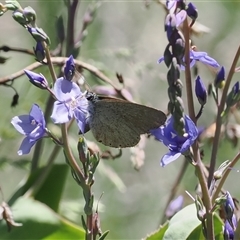 Candalides heathi at Cotter River, ACT - 14 Dec 2024 12:09 PM