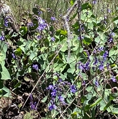 Candalides heathi at Cotter River, ACT - 14 Dec 2024 12:09 PM