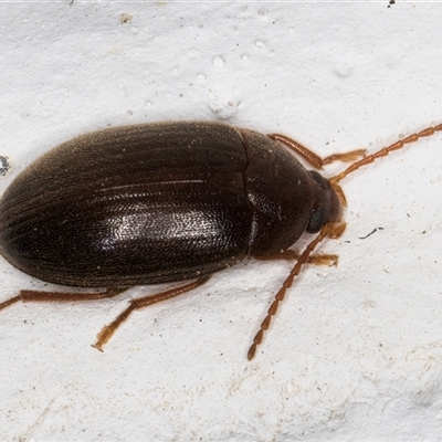 Unidentified Darkling beetle (Tenebrionidae) at Melba, ACT - 16 Dec 2024 by kasiaaus