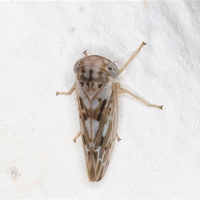 Idiocerini sp. (tribe) (A leafhopper) at Melba, ACT - 16 Dec 2024 by kasiaaus