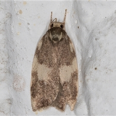 Syringoseca mimica (A Concealer moth (Wingia Group)) at Melba, ACT - 16 Dec 2024 by kasiaaus