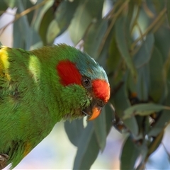 Glossopsitta concinna (Musk Lorikeet) at Hawker, ACT - 18 Dec 2024 by rawshorty