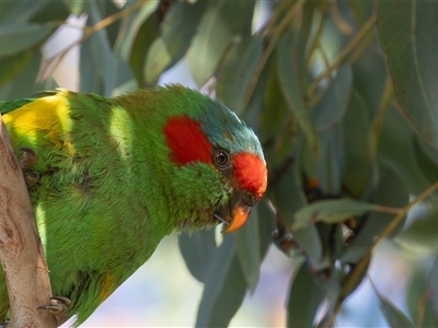 Glossopsitta concinna (Musk Lorikeet) at Hawker, ACT - 19 Dec 2024 by rawshorty