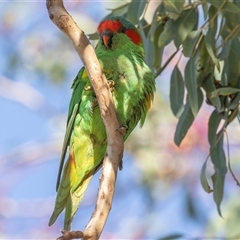 Glossopsitta concinna at Hawker, ACT - 19 Dec 2024 07:12 AM