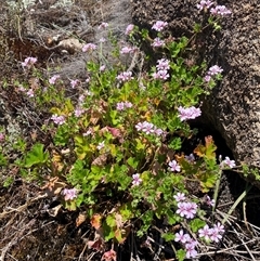 Pelargonium australe (Austral Stork's-bill) at Tharwa, ACT - 19 Dec 2024 by AdamHenderson