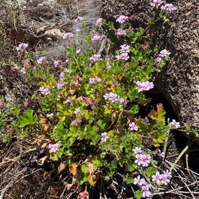 Pelargonium australe (Austral Stork's-bill) at Tharwa, ACT - 19 Dec 2024 by AdamHenderson