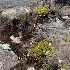 Pelargonium australe at Tharwa, ACT - 19 Dec 2024