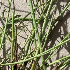 Chondrilla juncea (Skeleton Weed) at Corrowong, NSW - 12 Dec 2024 by BlackFlat