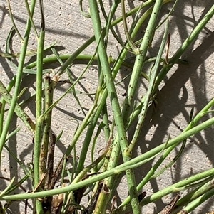 Chondrilla juncea (Skeleton Weed) at Corrowong, NSW by BlackFlat