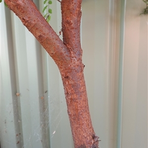 Ulmus parvifolia (Chinese Elm) at Duffy, ACT by RaeleneChetland