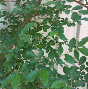 Ulmus parvifolia at Duffy, ACT - 19 Dec 2024 03:31 PM