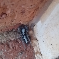 Clynotis severus (Stern Jumping Spider) at Narrabundah, ACT - 18 Dec 2024 by Amy.R