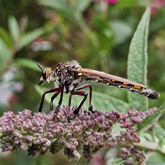 Chrysopogon muelleri (Robber fly) at Braidwood, NSW - 19 Dec 2024 by MatthewFrawley