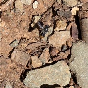 Megachile ferox at Hackett, ACT - 19 Dec 2024