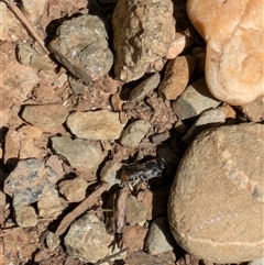 Megachile ferox at Hackett, ACT - 19 Dec 2024