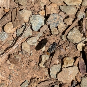 Megachile ferox at Hackett, ACT - 19 Dec 2024