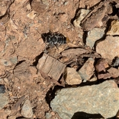 Megachile ferox at Hackett, ACT - 19 Dec 2024