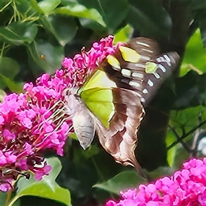 Graphium macleayanum (Macleay's Swallowtail) at Braidwood, NSW by MatthewFrawley